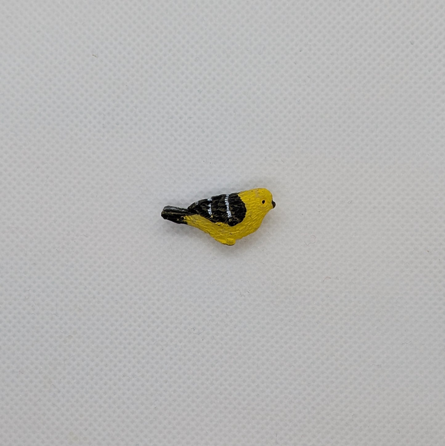Yellow and Black Bird