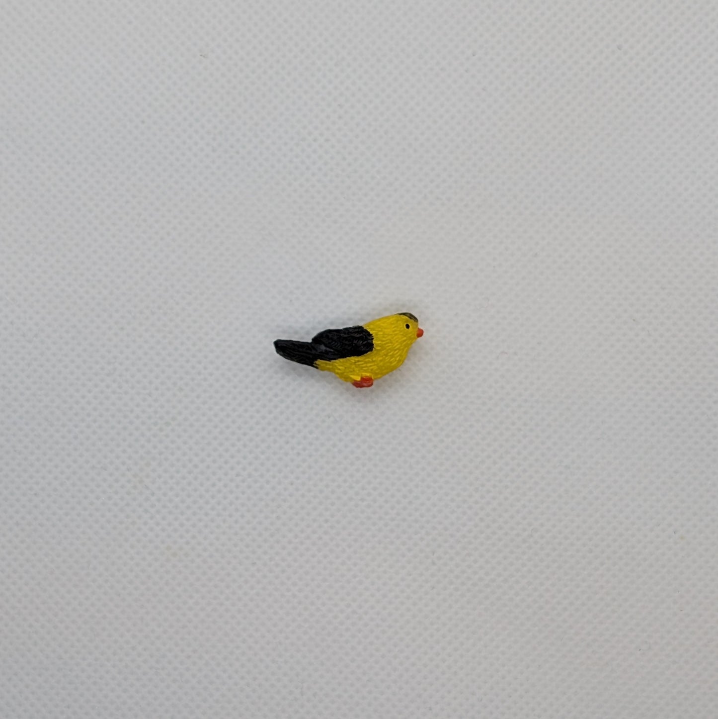 Yellow and Black Bird