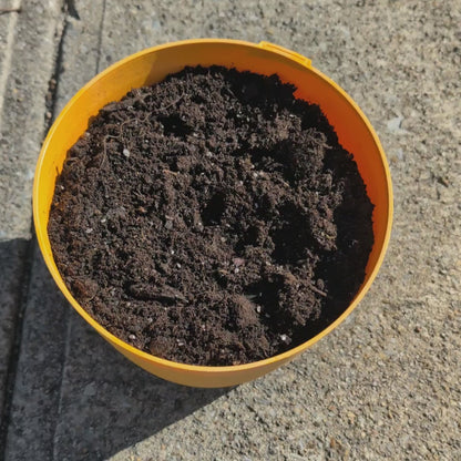 Handcrafted Maple Wood Garden Dibber | Durable Planting Tool for Gardening